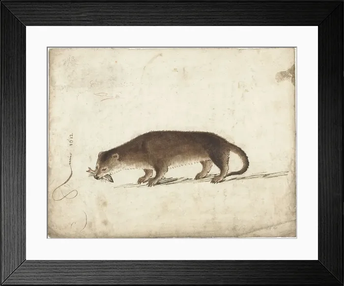 Framed Print : Otter with a fish in his mouth, 1612. Creator: Gerard ter Borch I Framed Print : Otter with a fish in his mouth, 1612. Creator: Gerard ter Borch I