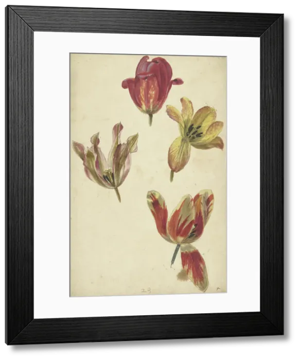 Framed Print : Studies of Four Tulips, c.1700-c.1725. Creator: Elias van Nijmegen Framed Print : Studies of Four Tulips, c.1700-c.1725. Creator: Elias van Nijmegen