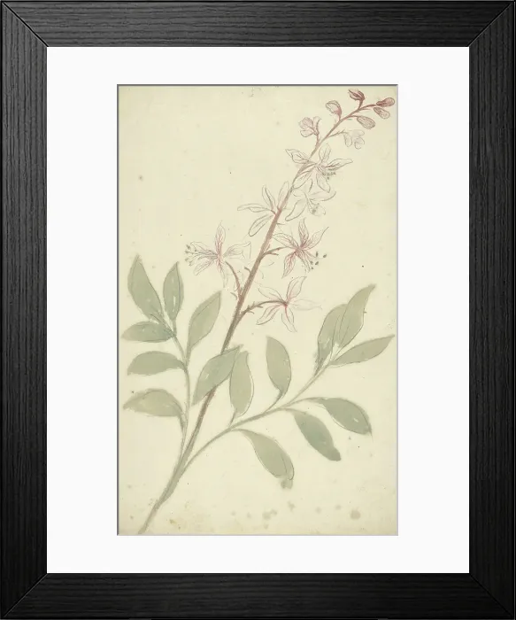 Framed Print : Flower study, 1677-1755. Creator: Elias van Nijmegen Framed Print : Flower study, 1677-1755. Creator: Elias van Nijmegen