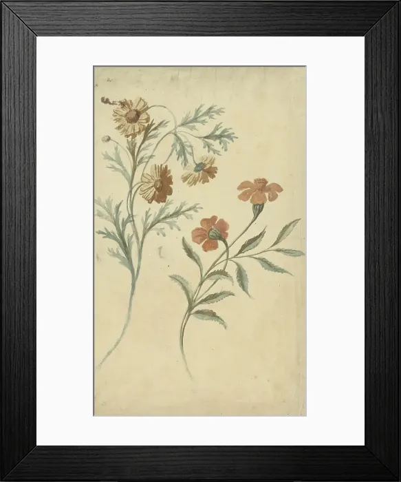 Framed Print : Flower study of a red and a brown flower, 1677-1755. Creator: Elias van Nijmegen Framed Print : Flower study of a red and a brown flower, 1677-1755. Creator: Elias van Nijmegen