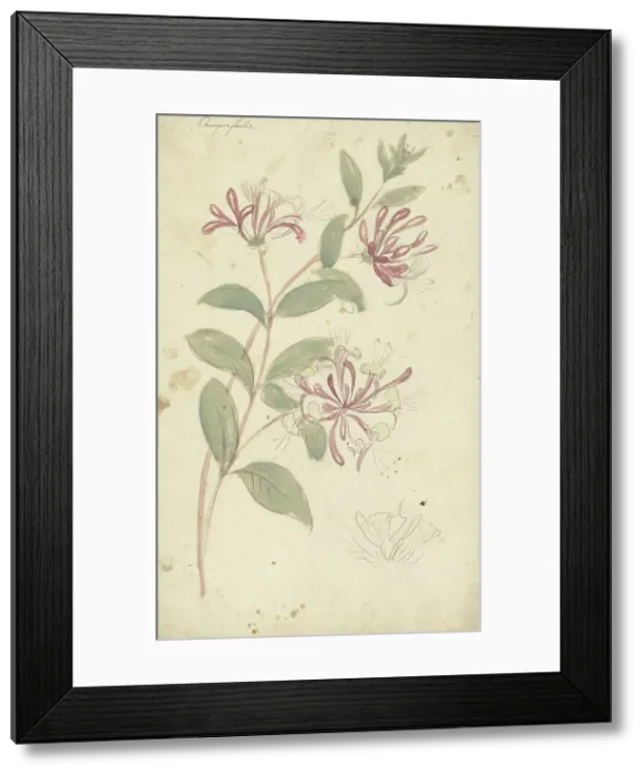 Framed Print : Honeysuckle, 1677-1755. Creator: Elias van Nijmegen