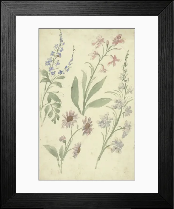 Framed Print : Four studies of pink and blue flowers, 1677-1755. Creator: Elias van Nijmegen Framed Print : Four studies of pink and blue flowers, 1677-1755. Creator: Elias van Nijmegen