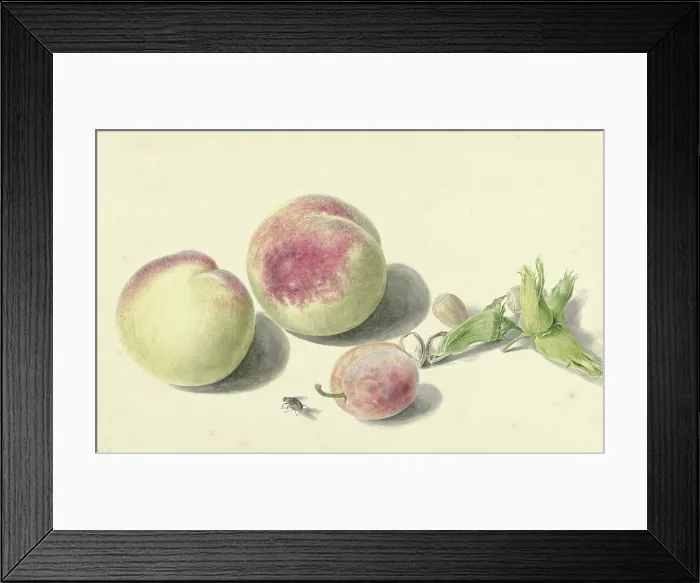 Framed Print : Peaches, nuts, a plum and a fly, 1818-1853. Creator: Elisabeth Geertruida van de Kasteele Framed Print : Peaches, nuts, a plum and a fly, 1818-1853. Creator: Elisabeth Geertruida van de Kasteele