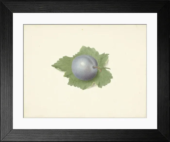 Framed Print : Plum on a leaf, 1818-1853. Creator: Elisabeth Geertruida van de Kasteele Framed Print : Plum on a leaf, 1818-1853. Creator: Elisabeth Geertruida van de Kasteele
