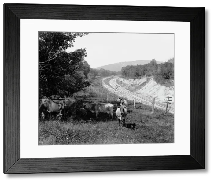 Framed Print : Devil's Lake, Wis. Hopkin's jerseys, between 1880 and 1899. Creator: Unknown Framed Print : Devil's Lake, Wis. Hopkin's jerseys, between 1880 and 1899. Creator: Unknown