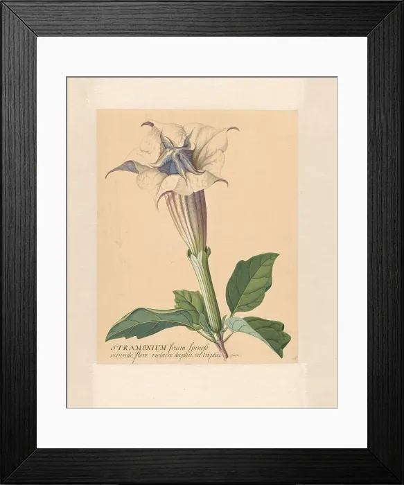 Framed Print : Thorn apple, 1771-1816. Creator: Hendrik Schwegman Framed Print : Thorn apple, 1771-1816. Creator: Hendrik Schwegman