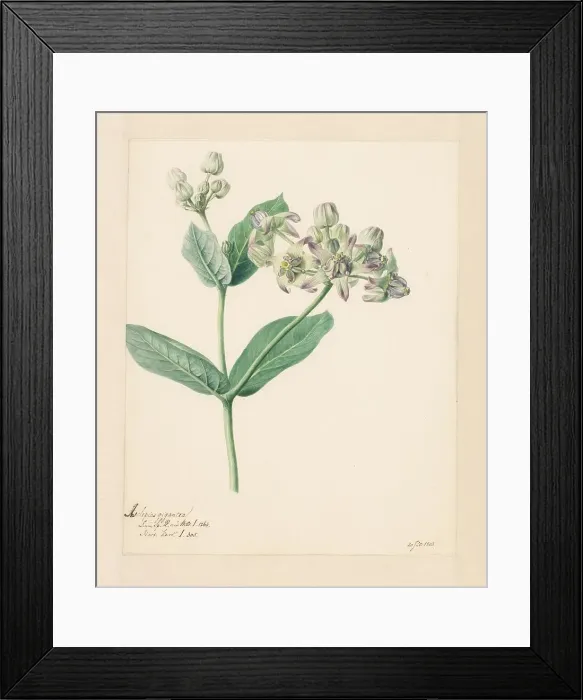 Framed Print : Calotropis, 1803. Creator: Hendrik Schwegman Framed Print : Calotropis, 1803. Creator: Hendrik Schwegman