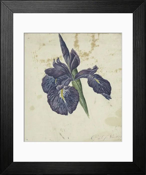 Framed Print : Iris, 1792-1861. Creator: Georgius Jacobus Johannes van Os Framed Print : Iris, 1792-1861. Creator: Georgius Jacobus Johannes van Os