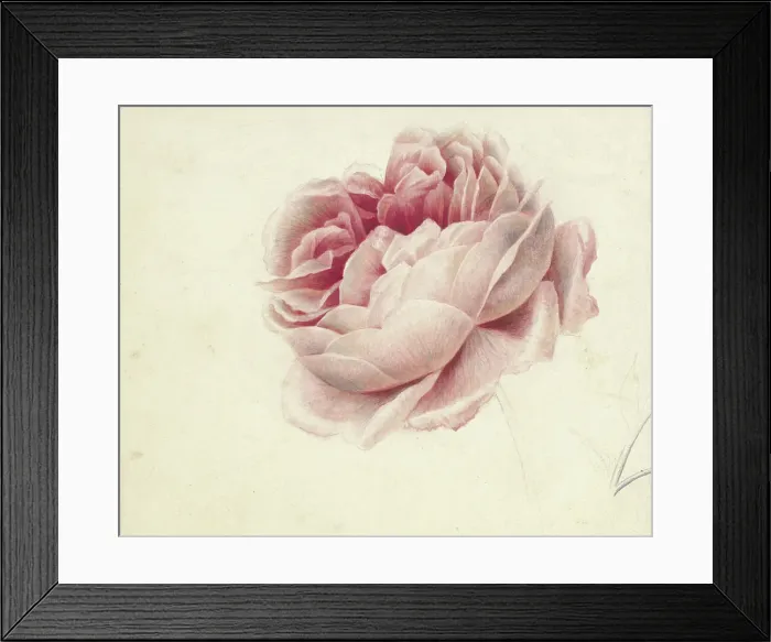 Framed Print : Red Rose, 1792-1861. Creator: Georgius Jacobus Johannes van Os Framed Print : Red Rose, 1792-1861. Creator: Georgius Jacobus Johannes van Os