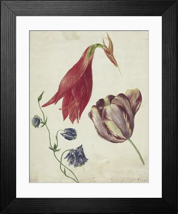 Framed Print : Tulip, columbine and amaryllis, 1792-1861. Creator: Georgius Jacobus Johannes van Os Framed Print : Tulip, columbine and amaryllis, 1792-1861. Creator: Georgius Jacobus Johannes van Os