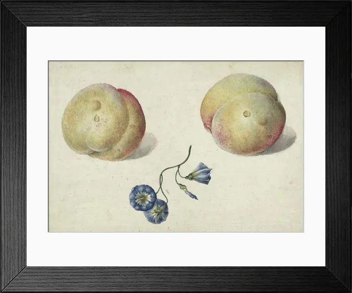 Framed Print : Two peaches and a flower, 1792-1861. Creator: Georgius Jacobus Johannes van Os Framed Print : Two peaches and a flower, 1792-1861. Creator: Georgius Jacobus Johannes van Os