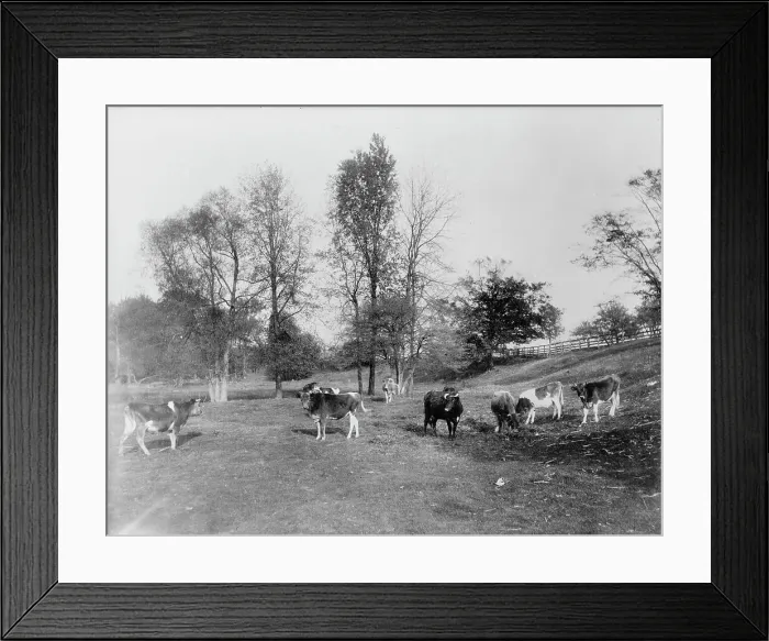 Framed Print : Cow pasture, Mt. Clemens, between 1880 and 1899. Creator: Unknown Framed Print : Cow pasture, Mt. Clemens, between 1880 and 1899. Creator: Unknown