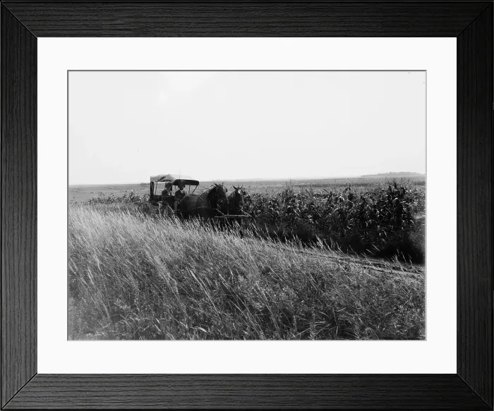Framed Print : Tracey (i.e. Tracy), Minn. a country road, between 1880 and 1899. Creator: Unknown Framed Print : Tracey (i.e. Tracy), Minn. a country road, between 1880 and 1899. Creator: Unknown