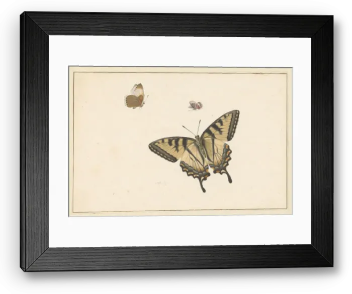 Framed Print : Three Butterflies, c.1683-c.1726. Creator: Herman Henstenburgh Framed Print : Three Butterflies, c.1683-c.1726. Creator: Herman Henstenburgh