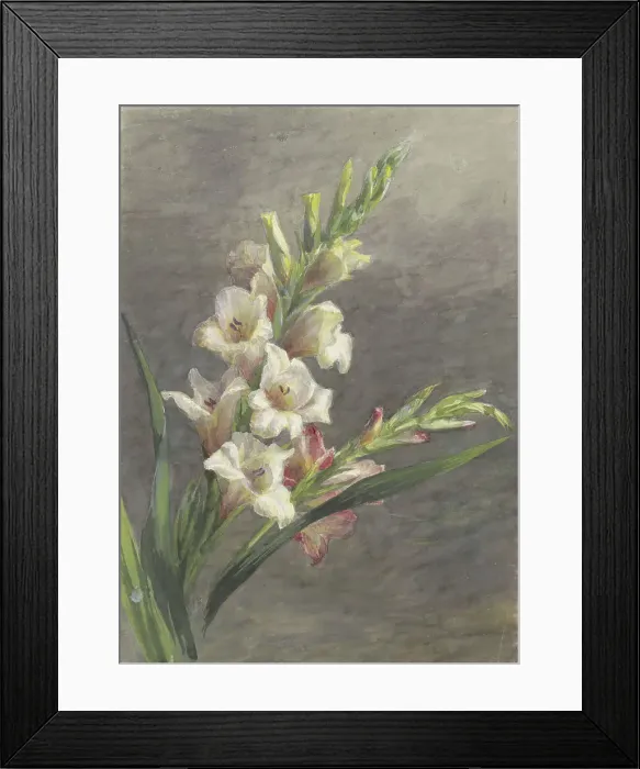 Framed Print : Gladiolus, 1836-1895. Creator: Gerardina Jacoba van de Sande Bakhuyzen Framed Print : Gladiolus, 1836-1895. Creator: Gerardina Jacoba van de Sande Bakhuyzen