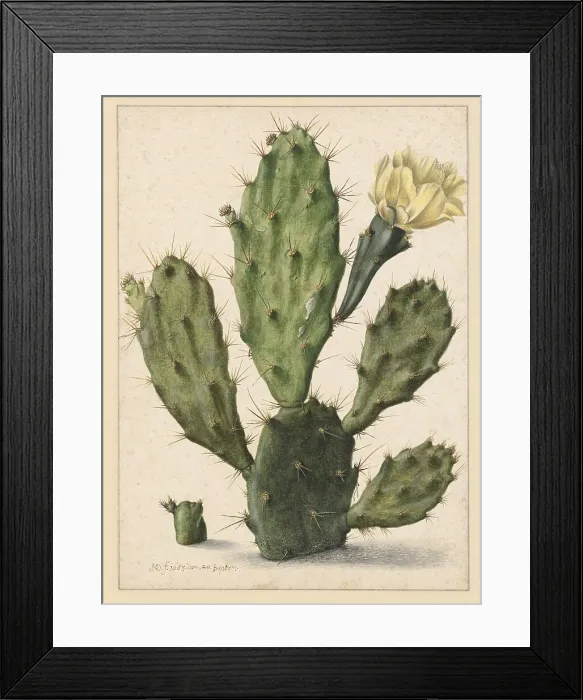 Framed Print : Pear Cactus in Bloom, 1683. Creator: Herman Saftleven the Younger Framed Print : Pear Cactus in Bloom, 1683. Creator: Herman Saftleven the Younger