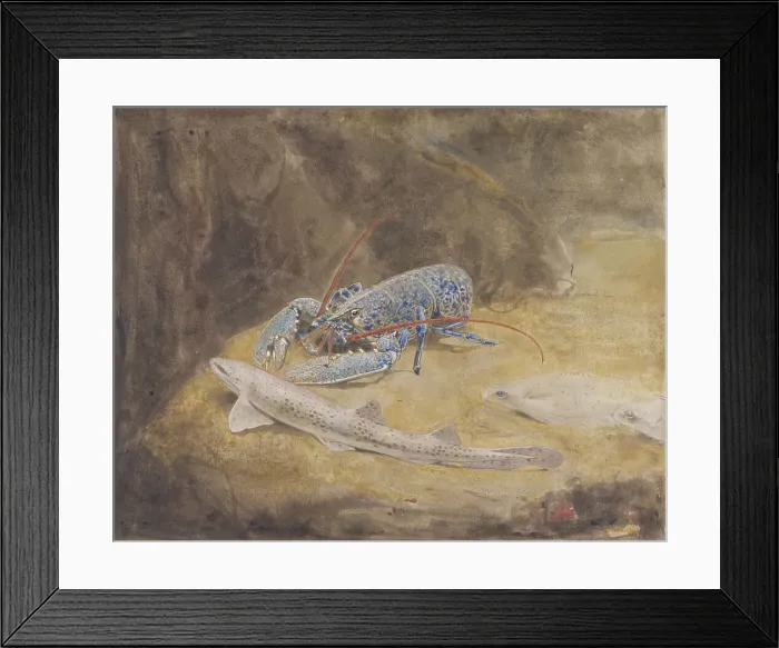 Framed Print : Aquarium with three North Sea fish: lobster, dogfish and plaice, c.1876-c.1924. Creator: Gerrit Willem Dijsselhof Framed Print : Aquarium with three North Sea fish: lobster, dogfish and plaice, c.1876-c.1924. Creator: Gerrit Willem Dijsselhof