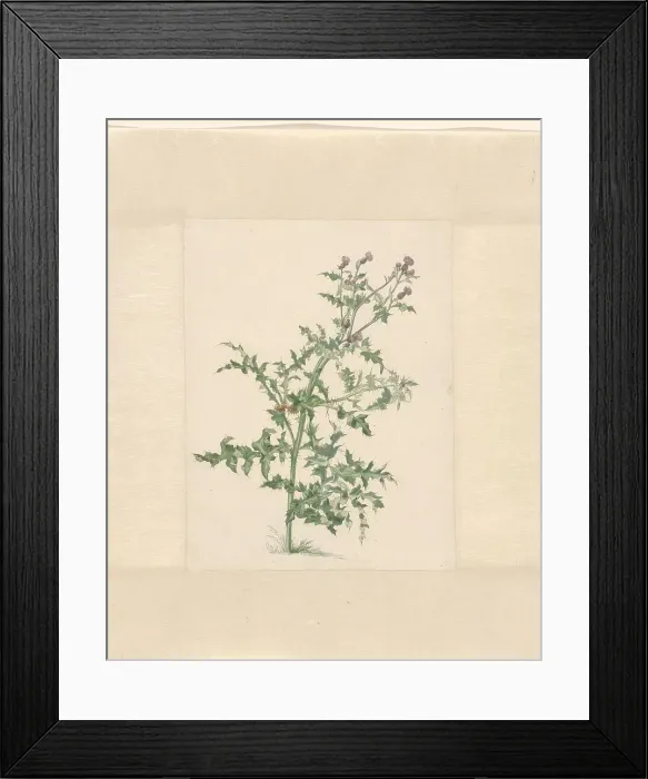 Framed Print : Flowering plant, 1748-1824. Creator: Jacob van Eynden Framed Print : Flowering plant, 1748-1824. Creator: Jacob van Eynden