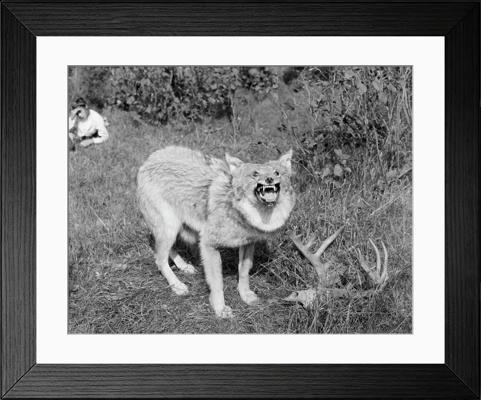 Framed Print : A Northern Michigan timber wolf, Sault Sainte Marie, between 1905 and 1915. Creator: Unknown Framed Print : A Northern Michigan timber wolf, Sault Sainte Marie, between 1905 and 1915. Creator: Unknown