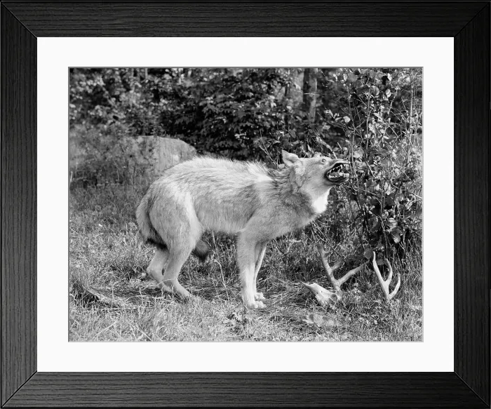Framed Print : A Northern Michigan timber wolf, Sault Sainte Marie, between 1905 and 1915. Creator: Unknown Framed Print : A Northern Michigan timber wolf, Sault Sainte Marie, between 1905 and 1915. Creator: Unknown