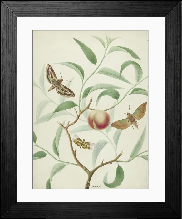 Framed Print : Peach on a branch with two exotic butterflies and a dragonfly, 1774-1842. Creator: Hermanus de Wit Framed Print : Peach on a branch with two exotic butterflies and a dragonfly, 1774-1842. Creator: Hermanus de Wit