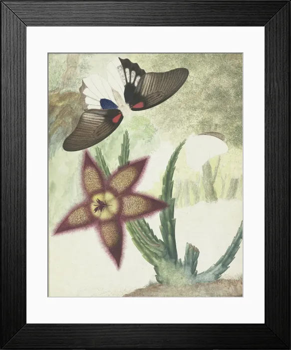 Framed Print : Two butterflies and a five-petalled yellow-purple flower, 1774-1842. Creator: Hermanus de Wit Framed Print : Two butterflies and a five-petalled yellow-purple flower, 1774-1842. Creator: Hermanus de Wit