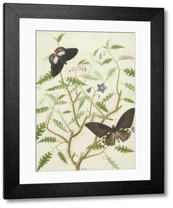 Framed Print : Two Exotic Butterflies on a Blooming Bush, 1774-1842. Creator: Hermanus de Wit Framed Print : Two Exotic Butterflies on a Blooming Bush, 1774-1842. Creator: Hermanus de Wit