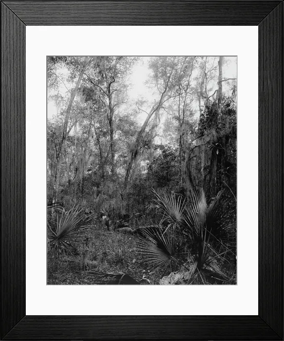 Framed Print : Berresford [sic] Hammock, between 1880 and 1897. Creator: William H. Jackson