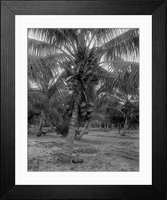 Framed Print : Cocoanut trees, Lake Worth, Fla. between 1880 and 1897. Creator: William H. Jackson Framed Print : Cocoanut trees, Lake Worth, Fla. between 1880 and 1897. Creator: William H. Jackson