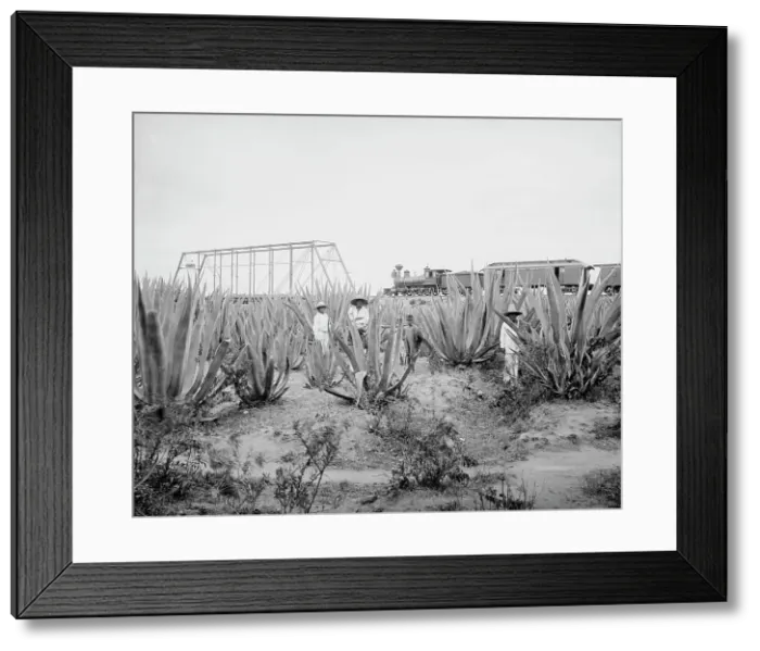 Framed Print : Maguey field, between 1880 and 1897. Creator: William H. Jackson Framed Print : Maguey field, between 1880 and 1897. Creator: William H. Jackson