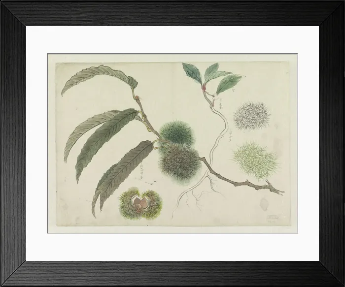 Framed Print : Sweet chestnuts on a branch, 1800-1900. Creator: Ishikawa Kazan Framed Print : Sweet chestnuts on a branch, 1800-1900. Creator: Ishikawa Kazan