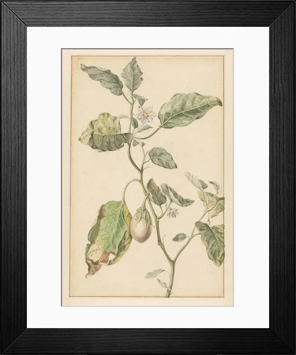 Framed Print : Aubergine plant, 1744-1805. Creator: Jan Jansz. van der Vinne Framed Print : Aubergine plant, 1744-1805. Creator: Jan Jansz. van der Vinne