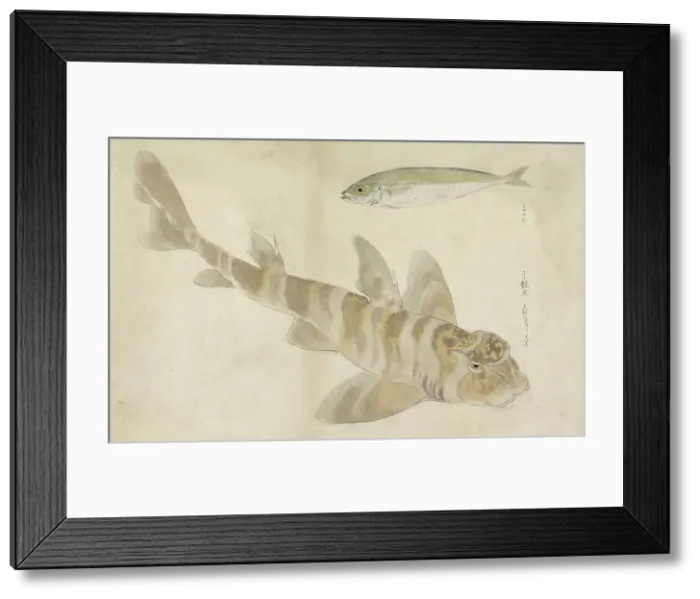 Framed Print : Two fish: gurnard and herring, 1836. Creator: Ishikawa Kazan Framed Print : Two fish: gurnard and herring, 1836. Creator: Ishikawa Kazan