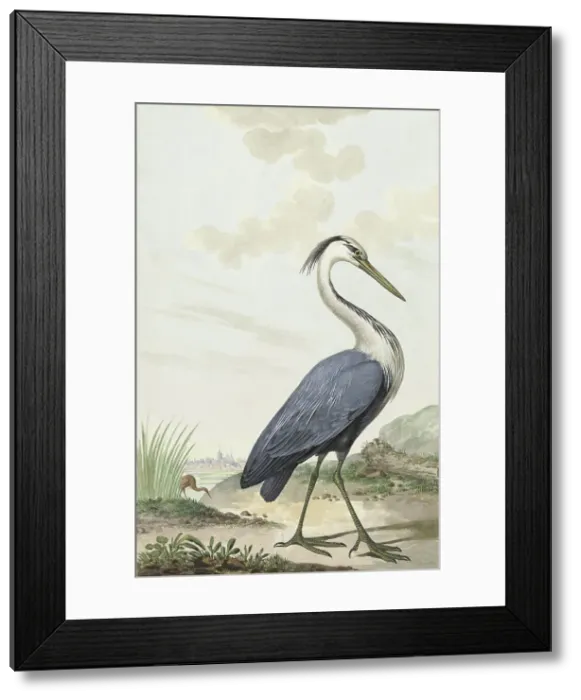 Framed Print : Great Blue Heron, 1776. Creator: Jabes Heenck Framed Print : Great Blue Heron, 1776. Creator: Jabes Heenck