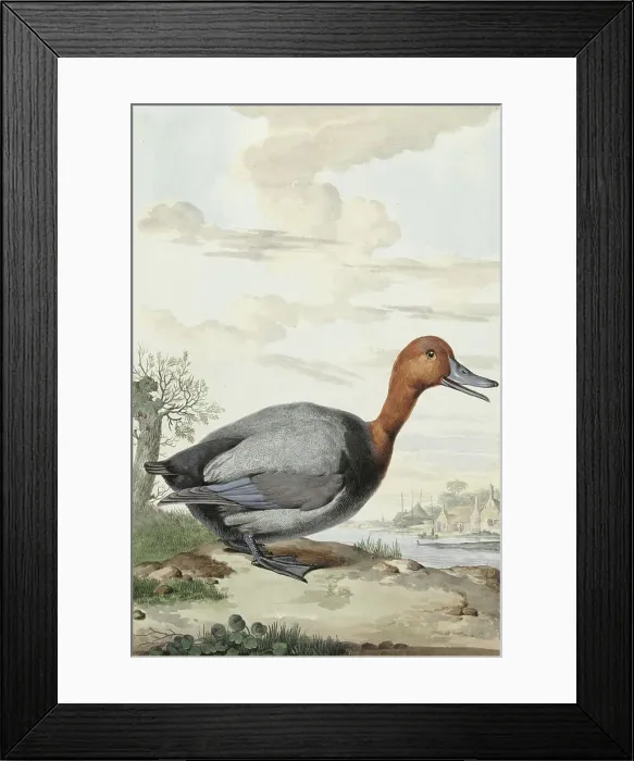 Framed Print : Pochard, 1777. Creator: Jabes Heenck Framed Print : Pochard, 1777. Creator: Jabes Heenck