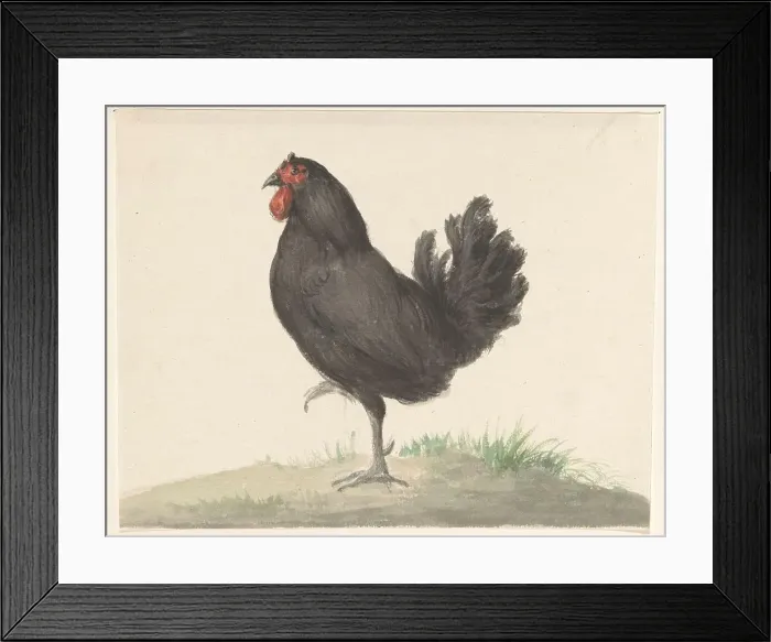 Framed Print : Standing black chicken, 1775-1833. Creator: Jean Bernard Framed Print : Standing black chicken, 1775-1833. Creator: Jean Bernard