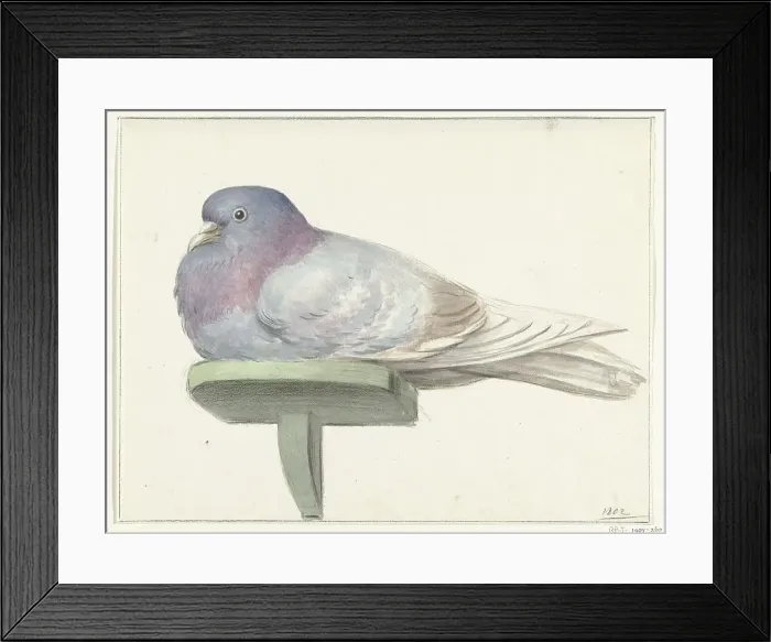 Framed Print : Pigeon, sitting on a shelf, 1802. Creator: Jean Bernard Framed Print : Pigeon, sitting on a shelf, 1802. Creator: Jean Bernard