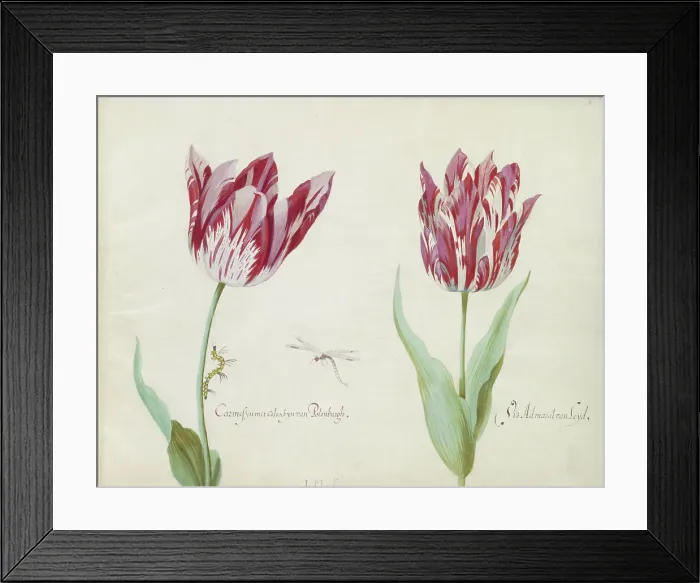 Framed Print : Two tulips with caterpillar and damselfly, 1637. Creator: Jacob Marrel Framed Print : Two tulips with caterpillar and damselfly, 1637. Creator: Jacob Marrel