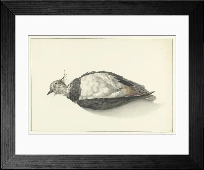 Framed Print : Lying dead lapwing, 1827. Creator: Jean Bernard Framed Print : Lying dead lapwing, 1827. Creator: Jean Bernard