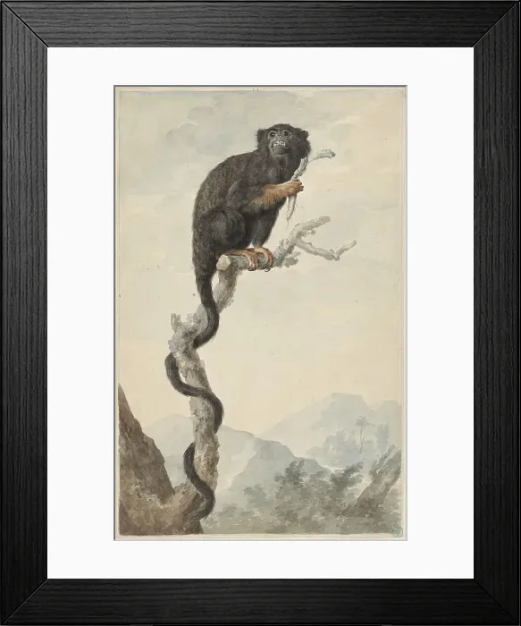 Framed Print : A Red-handed Tamarin, 1776. Creator: Jacobus Perkois Framed Print : A Red-handed Tamarin, 1776. Creator: Jacobus Perkois