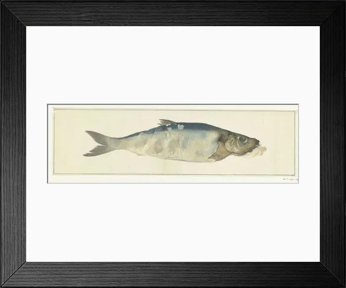 Framed Print : Fish, partly perish, 1775-1833. Creator: Jean Bernard Framed Print : Fish, partly perish, 1775-1833. Creator: Jean Bernard