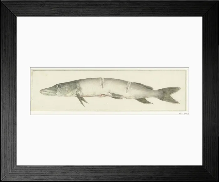 Framed Print : Pike, with two notches on the back, 1775-1833. Creator: Jean Bernard Framed Print : Pike, with two notches on the back, 1775-1833. Creator: Jean Bernard