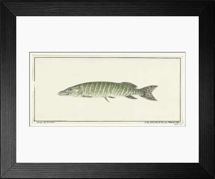 Framed Print : Pike, 1796. Creator: Jean Bernard Framed Print : Pike, 1796. Creator: Jean Bernard
