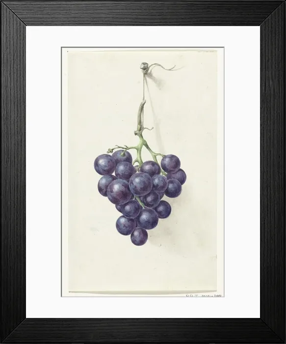 Framed Print : Bunch of blue grapes, 1775-1833. Creator: Jean Bernard Framed Print : Bunch of blue grapes, 1775-1833. Creator: Jean Bernard