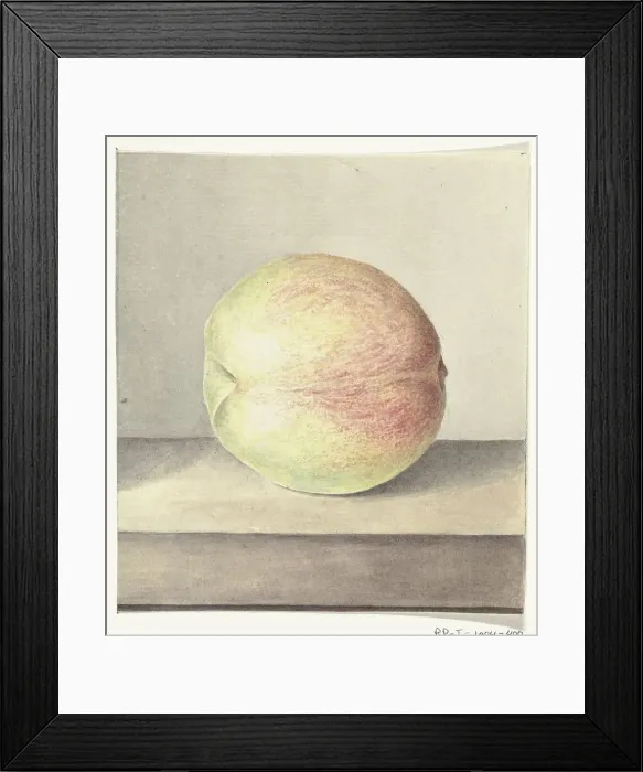 Framed Print : Peach, 1775-1833. Creator: Jean Bernard Framed Print : Peach, 1775-1833. Creator: Jean Bernard