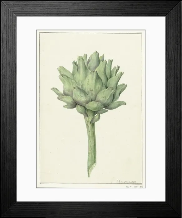Framed Print : Artichoke, 1797. Creator: Jean Bernard Framed Print : Artichoke, 1797. Creator: Jean Bernard