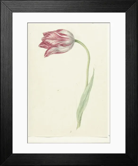 Framed Print : Pink Tulip, 1775-1833. Creator: Jean Bernard Framed Print : Pink Tulip, 1775-1833. Creator: Jean Bernard