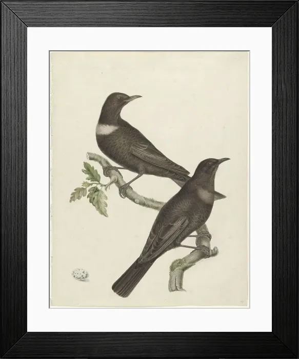 Framed Print : Two ring thrushes (Turdus torquatus) with an egg, 1749-1811. Creator: Jan Christiaan Sepp Framed Print : Two ring thrushes (Turdus torquatus) with an egg, 1749-1811. Creator: Jan Christiaan Sepp