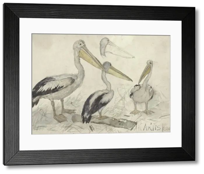 Framed Print : Pelicans in Artis Zoo, 1880. Creator: Johannes Cornelis van Essen Framed Print : Pelicans in Artis Zoo, 1880. Creator: Johannes Cornelis van Essen