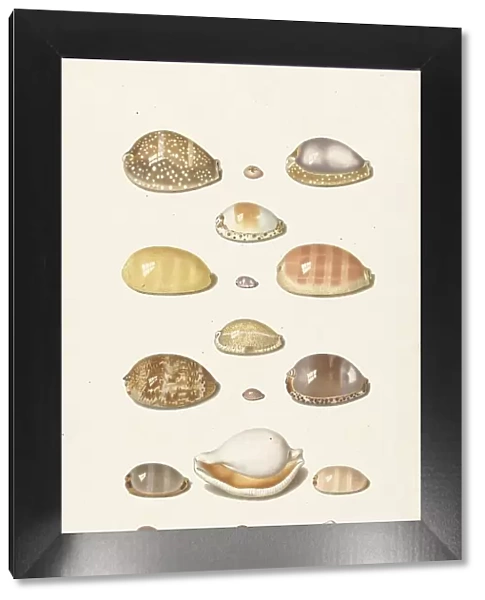 Cowrie shells, 1726-1779. Creator: Johann Gustav Hoch